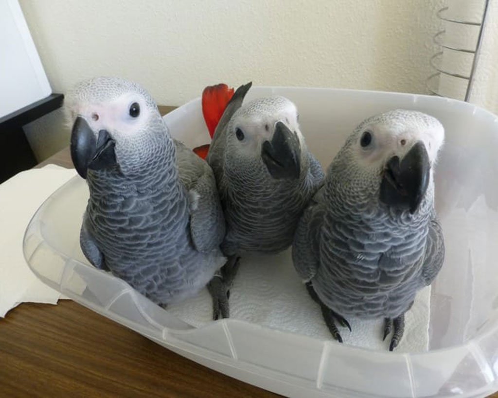 Available Parrots