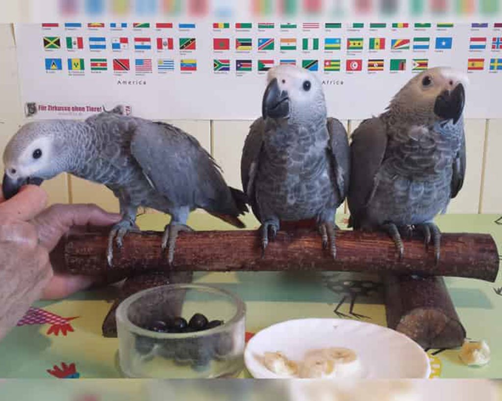 The available african parrot
