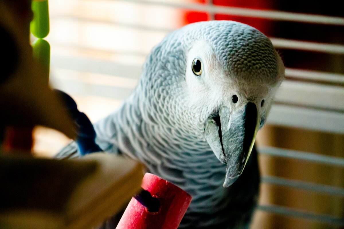 baby African Grey bird playing with toy