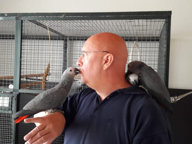 buy african grey parrot online