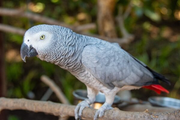 African Grey Parrots as Pet s