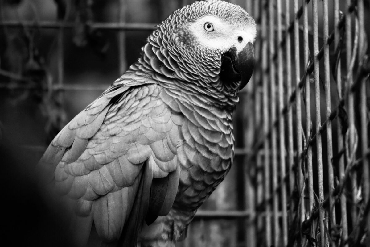 baby African grey parrot in cage